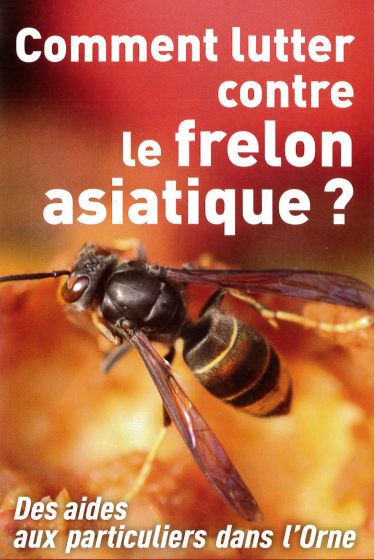 FRELON ASIATIQUE