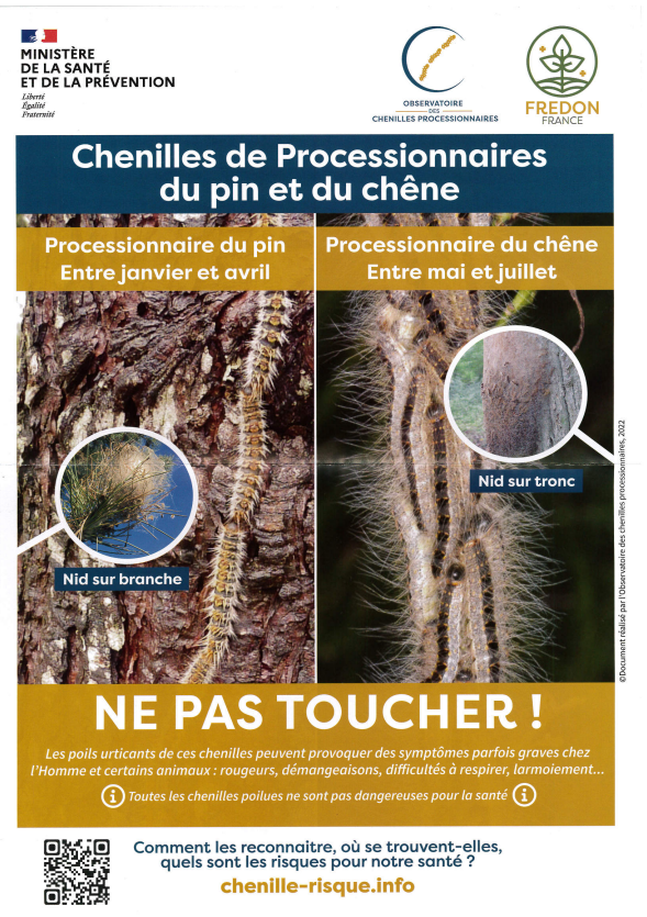 proliferation chenilles